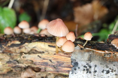 Mycena renati