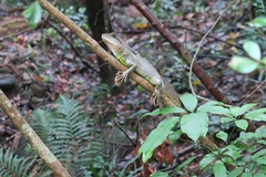 Physignathus cocincinus