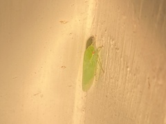 Gyponana