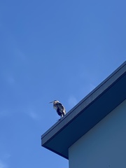 Ardea herodias
