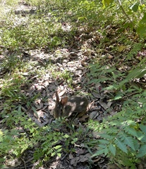 Sylvilagus floridanus