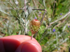 Leysera gnaphalodes