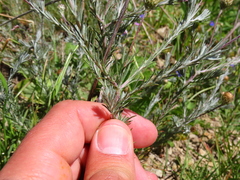 Leysera gnaphalodes