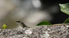 Podarcis guadarramae