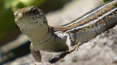 Podarcis guadarramae