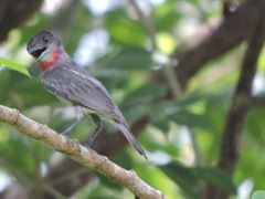 Pachyramphus aglaiae