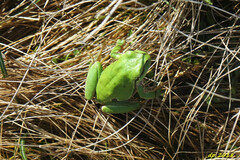 Hyla molleri