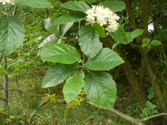 Karpatiosorbus haesitans
