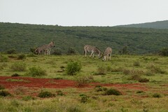 Equus quagga burchellii