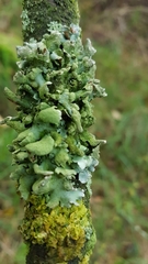 Parmelioideae
