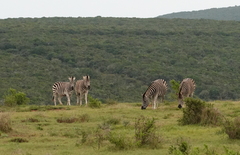 Equus quagga burchellii