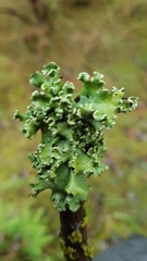 Parmelioideae