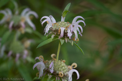 Monarda pectinata