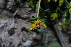Euphorbia spinosa