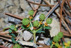 Euphorbia spinosa