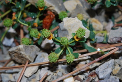 Euphorbia spinosa