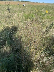 Lactuca canadensis
