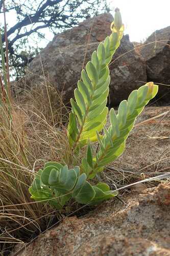 Image of Lopholaena disticha by no rights reserved