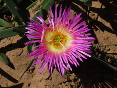 Carpobrotus quadrifidus