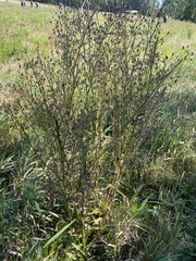 Lactuca canadensis
