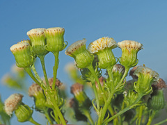 Senecio paniculatus