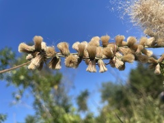 Pterocaulon virgatum