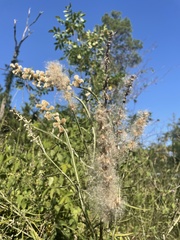 Pterocaulon virgatum