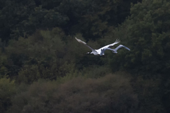 Grus japonensis