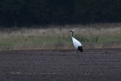 Grus japonensis