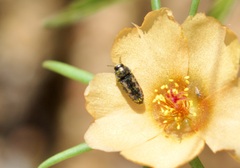 Acmaeodera parkeri