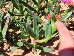 Carpobrotus quadrifidus