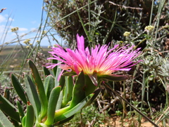 Carpobrotus quadrifidus