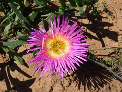 Carpobrotus quadrifidus