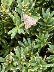 Achyra rantalis