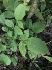 Melioides