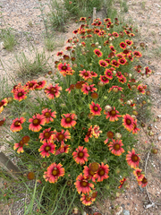 Gaillardia