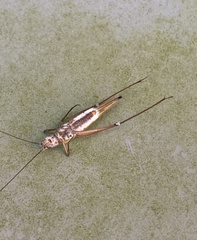 Ophiocordycipitaceae