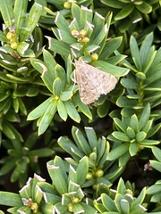 Achyra rantalis