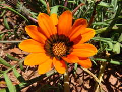 Gazania pectinata