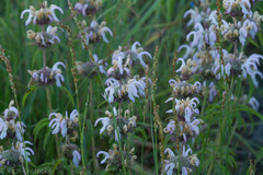 Monarda pectinata