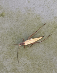 Ophiocordycipitaceae