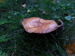 Paxillus cuprinus