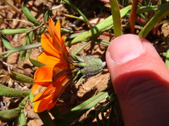 Gazania pectinata