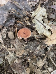 Lactarius rufus