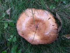 Paxillus cuprinus