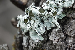 Parmelina carporrhizans