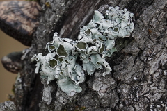 Parmelina carporrhizans