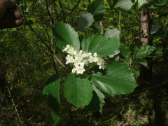 Karpatiosorbus