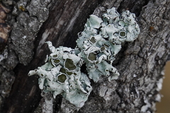 Parmelina carporrhizans