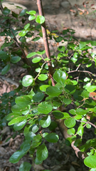 Vaccinium arboreum